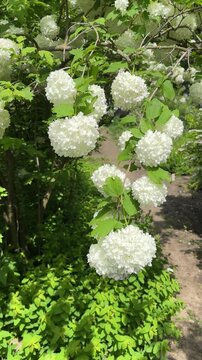 Viburnum opulus Roseum snowball viburnum white flowers blooming on shrub closeup