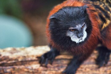 Fototapeta premium Red Ruffed Lemur Portrait with Intense Gaze and Natural Background