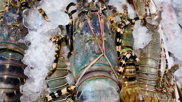 Fresh Spiny Lobsters Displayed on Ice at Thailand Seafood Market 4K