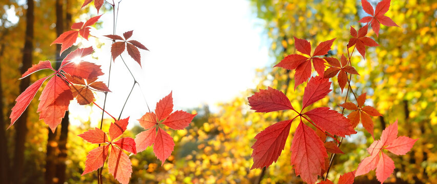 beautiful autumn nature background. bright red leaves of wild grapes in sunny forest landscape. autumnal color foliage of virginia creeper (parthenocissus quinquefolia). fall season. banner