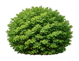 Fototapeta premium PNG Lush green bush isolated background.