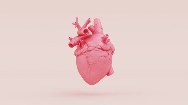 Human Heart Anatomical Pink Heart Model 3D Illustration Video