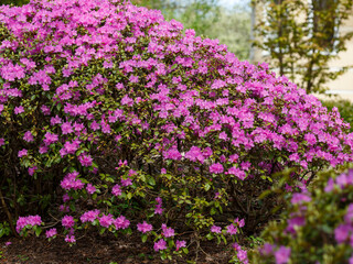 Obraz premium Rhododendron (Rhododendron dauricum) with purple flowers in the Japanese garden. Nature wallpaper