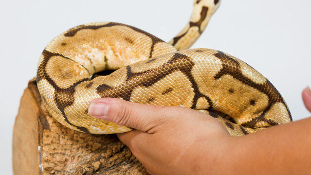 Human Hand Gently Lifting a Coiled Ball Python from a Log