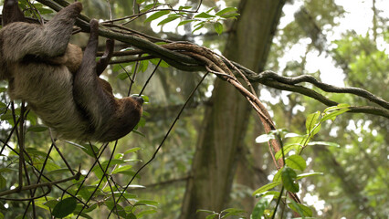 Fototapeta premium Wild Brown-Throated Sloth Hanging from a Thick Vine in Tropical Rainforest