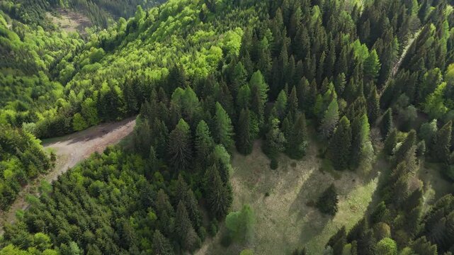 Aerial Drone Video Descending with Rotation Over Vibrant Green Mixed Forest with Forest Road