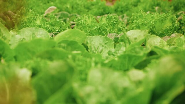 Lettuce leaves growing in indoor hydroponic greenhouse rows.