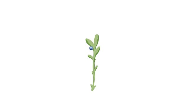 Minimalist wild blueberry branch growing and fruiting vector animation