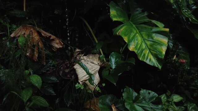 Water dripping down on large wet tropical jungle leaves and dead brown foliage during heavy rain