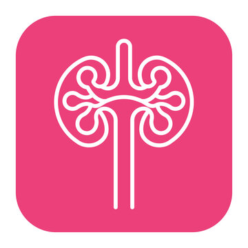Kidney Function Icon