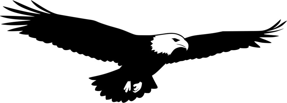 Bald eagle flying with wings spread silhouette