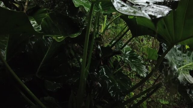 Water streaming off wet tropical alocasia leaves in a dark moody rainforest jungle during a storm