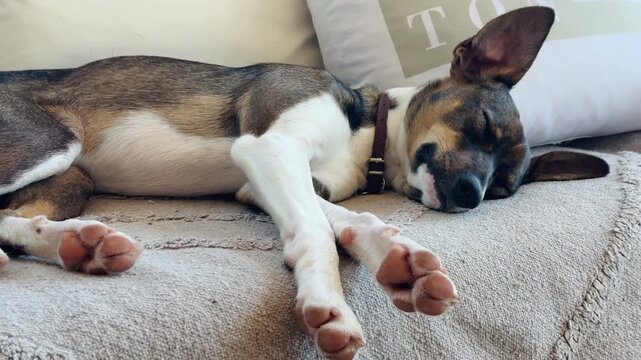 Cute Tricolor Dog with Collar Sleeping on Sofa with Legs Stretched Out Indoors