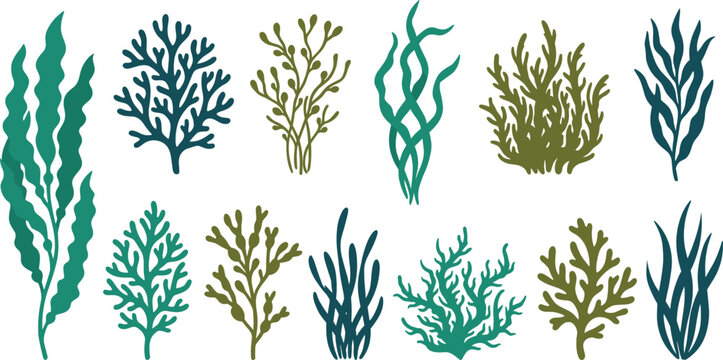 Seaweed and Sea Kelp Vector Illustration Collection with Underwater Marine Algae and Coral Reef Plant Life Elements