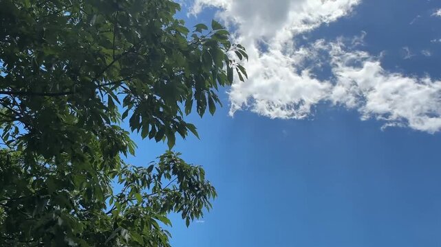 青空と白い雲を背景に揺れる緑の木々