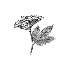 Hydrangea flower with stem and leaf. Everything is hand-drawn in ink. Vintage-style floral illustration for the design element, decor of invitations, postcards, packaging. Vector illustration. © guliy_art