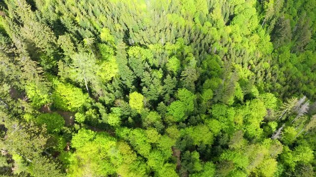 Aerial Drone Video Flying Over Forest Canopy with Contrasting Spruce and Fresh Deciduous Trees