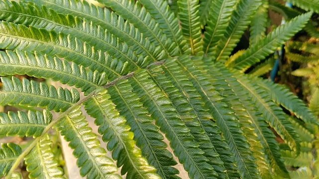 Beautiful natural background of green Polypodiophyta foliage in summer