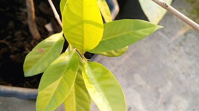 Small Syzygium polyanthum tree sprout ready for reforestation project