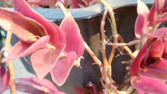 Exotic Pedilanthus bracteatus succulent growing in a botanical park