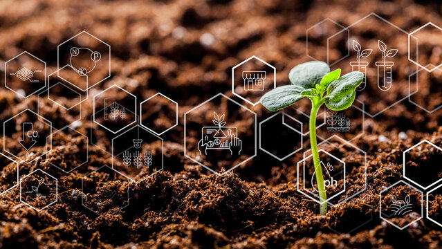 Smart farm shows new plant growth with technology integration and data monitoring in agriculture