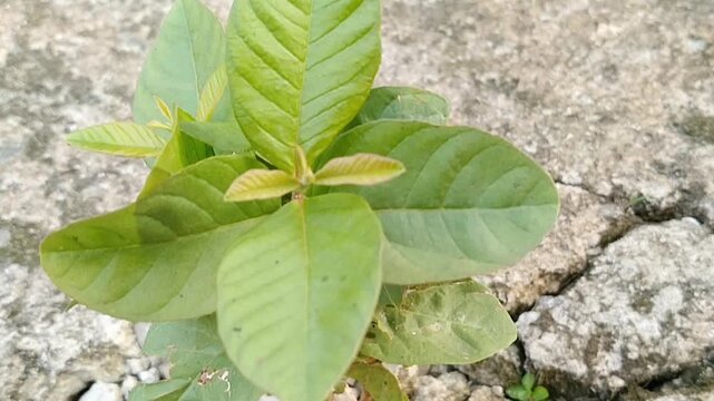 Close up of a small Psidium guajava guava plant growing through cracked ground