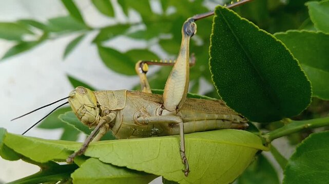 Single Valanga nigricornis grasshopper perched on a green leaf