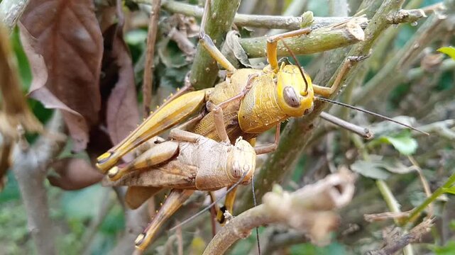 Close up of Javanese grasshoppers Valanga nigricornis copulating in the wild