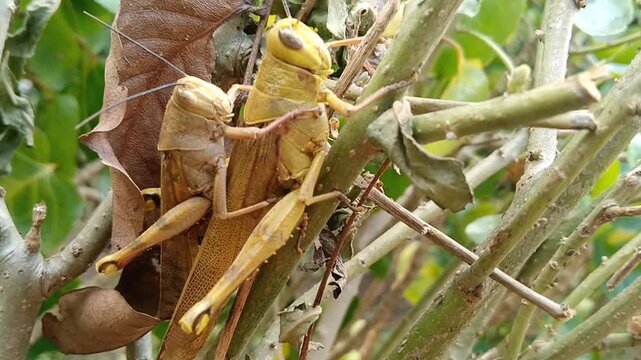 Mating pair of Valanga nigricornis grasshoppers on a green leaf