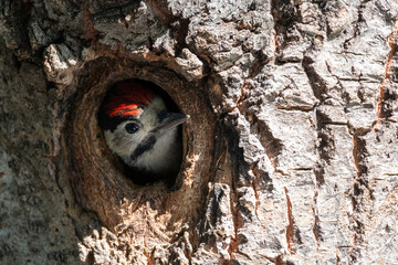 Obraz premium Great Spotted Woodpecker In Nest