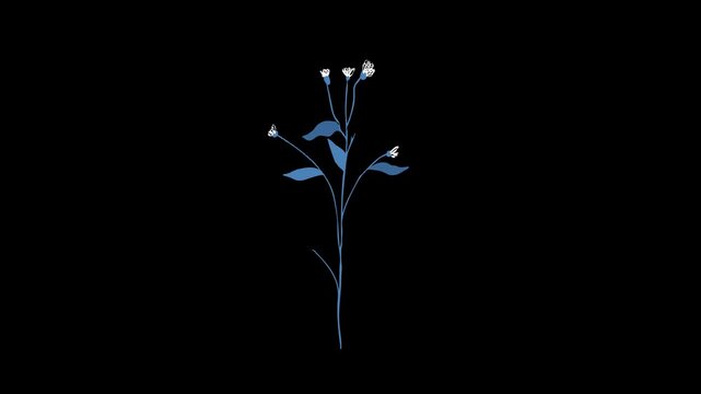 Delicate blue flower stalk growing and blooming vector animation