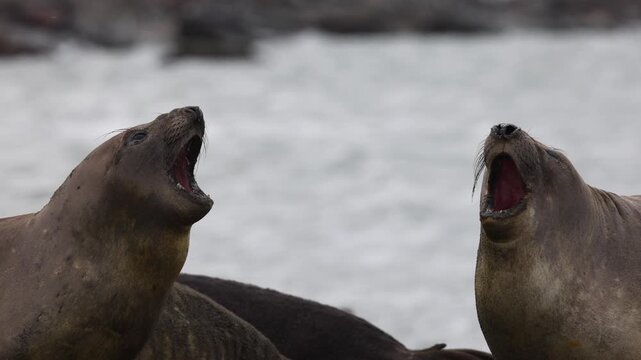 Southern elephant seals (Mirounga leonina, Phocidae) vocalizing during social confrontation in South Georgia, subantarctic islands, open mouth threat display and dominance communication telephoto shot