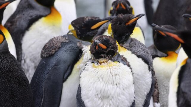Molting king penguins Aptenodytes patagonicus huddling during feather replacement in South Georgia, subantarctic islands, wind exposure and thermoregulation behavior, close up telephoto shot