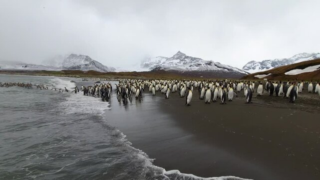 King penguin colony Aptenodytes patagonicus gathered along black sand coastline in South Georgia, subantarctic islands, snowy mountain landscape and coastal colony behavior, wide static shot