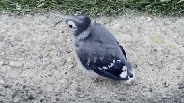 baby blue jay on the ground learning to fly