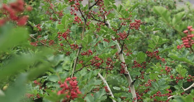 Sichuan Pepper grow on tree