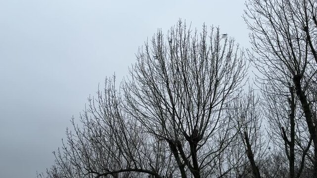 A murder of crows is flying in the gloomy sky over the bare trees.