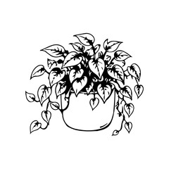 Simple hand drawn philodendron potted houseplant sketch, engraved indoor home flower illustration clip art © Leg_IO