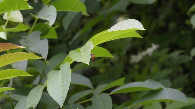 Spotted Beetle on Walnut Leaf - 4K Wildlife Slow Motion Shot