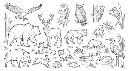 Forest animals line art collection, hand drawn woodland wildlife vector set, black and white nature sketches for coloring and education © Ch
