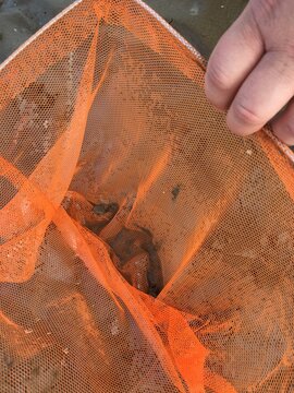 hand in the net, beach fishing at the rockpools