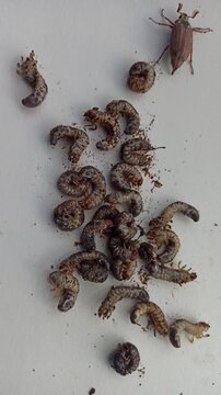 May Beetle Larvae and Adult Cockchafer on White Background. Group of large white grubs and one brown beetle pests of agriculture and garden. Melolontha larvae top view isolated on light surface.