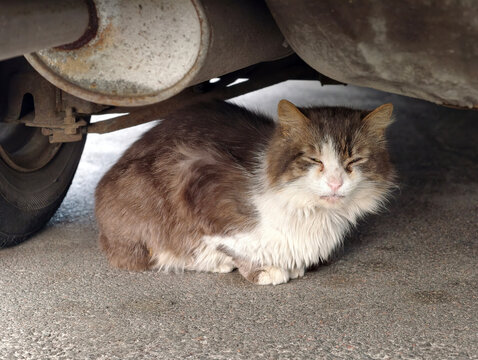 Sick and tired cat with diseased eyes sitting under a car near the exhaust pipe, showing exhaustion and the harsh reality of street life