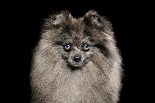 Blue merle Pomeranian spitz close-up portrait with striking blue eyes on black background, studio shot