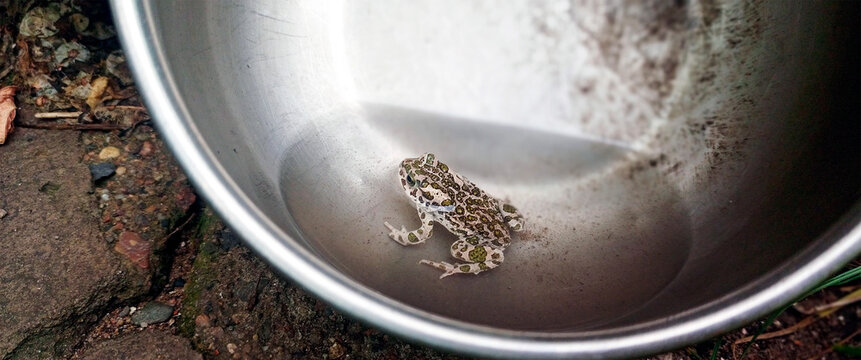 Small European green toad sits inside a reflective metal bowl placed outdoors. Frog. The little amphibian features distinct green spotted patterns on its skin, captured from a high-angle view