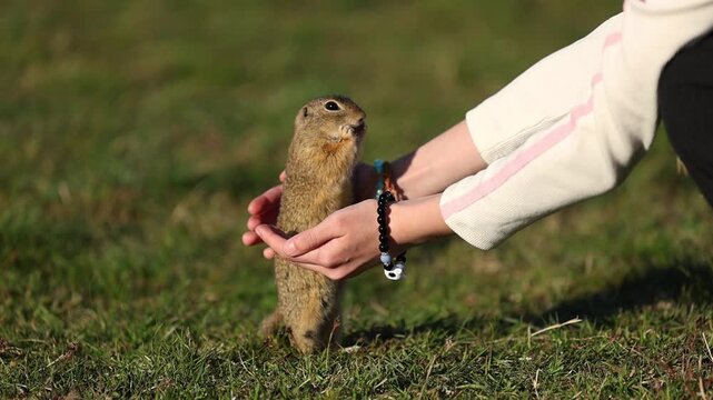 Cinematic close-up footage of a European ground squirrel feeding on seeds in a natural meadow. The small wild rodent is foraging calmly in a grassland environment, showing natural behavior in its habi