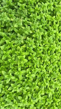 Fresh Green Herb Leaves Growing in Garden, Natural Botanical Background, Vertical
