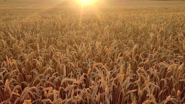 Sunset and dawn in wheat field. Sunrise or sundown above field of growing ears of wheat on summer evening. Shining sun and field with spikes of ripe wheat. Agricultural landscape