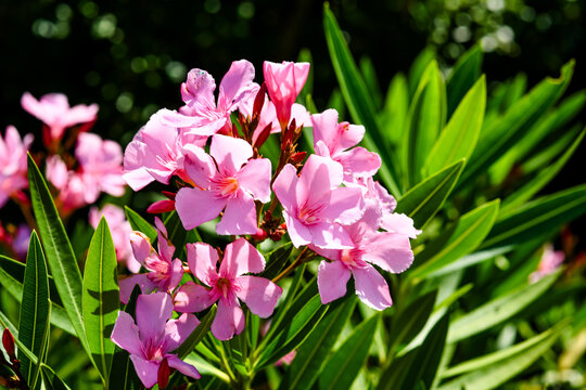 Magnificent oleander and its colorful flowers in close-up in a garden