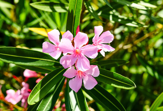 Magnificent oleander and its colorful flowers in close-up in a garden